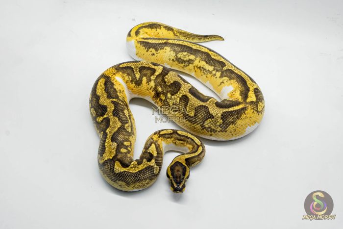 5337 0.1 ENCHI YELLOW BELLY PIEBALD - Image 3