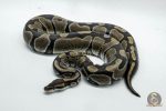 5338 0.1 HET DESERT GHOST