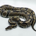 5338 0.1 HET DESERT GHOST