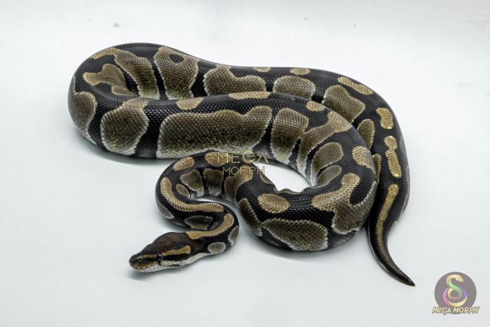 5338-1-1.jpg 5338 0.1 HET DESERT GHOST - Image 1