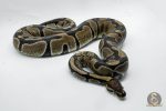 5338 0.1 HET DESERT GHOST - Image 2