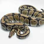 5339 0.1 HET DESERT GHOST