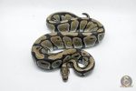 5339 0.1 HET DESERT GHOST - Image 2
