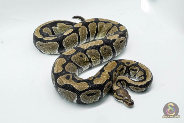 5339 0.1 HET DESERT GHOST - Image 3