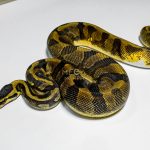 5341 1.0 ENCHI YELLOW BELLY PIEBALD