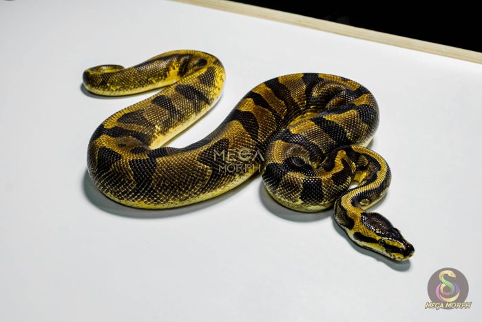 5341 1.0 ENCHI YELLOW BELLY PIEBALD - Image 2