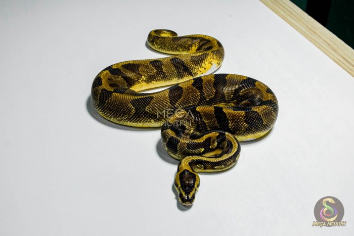 5341 1.0 ENCHI YELLOW BELLY PIEBALD - Image 3