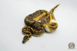 5342 1.0 ENCHI YELLOW BELLY PIEBALD