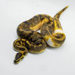5342 1.0 ENCHI YELLOW BELLY PIEBALD