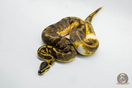 5342 1.0 ENCHI YELLOW BELLY PIEBALD