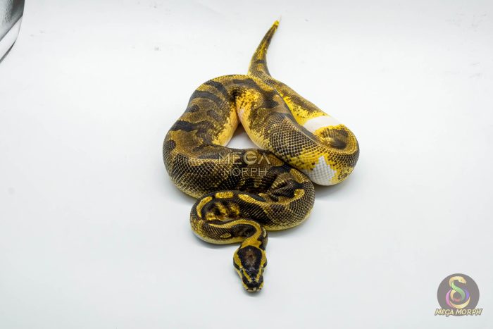 5342 1.0 ENCHI YELLOW BELLY PIEBALD - Image 3