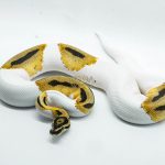 5350 1.0 SUPER ORANGE DREAM PIEBALD HET CLOWN