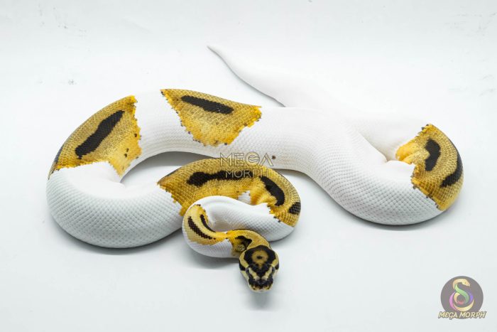 5350 1.0 SUPER ORANGE DREAM PIEBALD HET CLOWN - Image 3