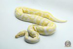 5354 0.1 ALBINO LEOPARD