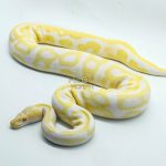 5354 0.1 ALBINO LEOPARD