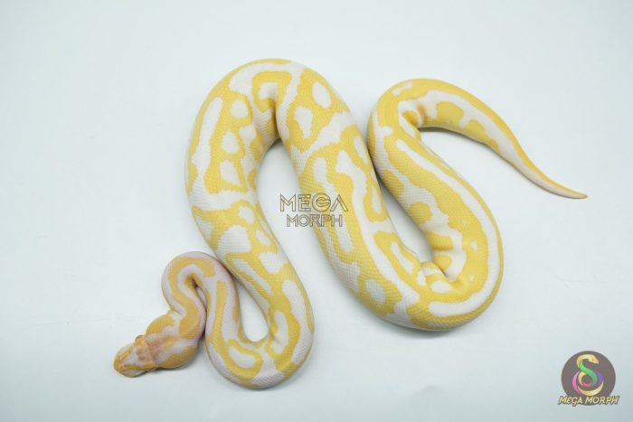 5354 0.1 ALBINO LEOPARD - Image 3