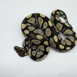 5358 1.0 BLACKHEAD DESERT GHOST