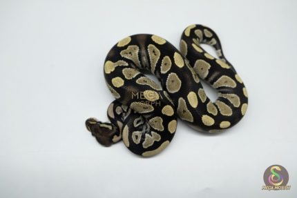 5358 1.0 BLACKHEAD DESERT GHOST