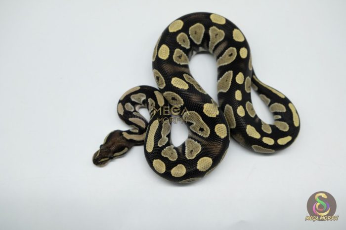 5358 1.0 BLACKHEAD DESERT GHOST - Image 2