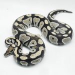 5359 0.1 BLACKHEAD DESERT GHOST