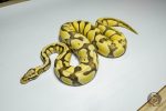 5364 0.1 PASTEL ENCHI DESERT GHOST