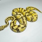 5364 0.1 PASTEL ENCHI DESERT GHOST