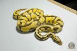 5364 0.1 PASTEL ENCHI DESERT GHOST - Image 2