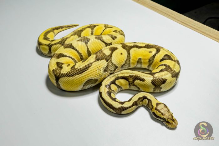 5364 0.1 PASTEL ENCHI DESERT GHOST - Image 2