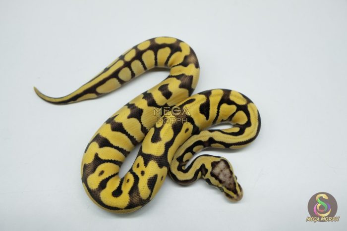 5364 0.1 PASTEL ENCHI DESERT GHOST - Image 3