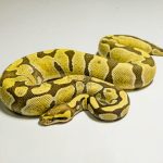 5367 0.1 ENCHI DESERT GHOST