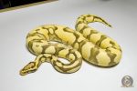 5369 0.1 PASTEL ENCHI YELLOW BELLY DESERT GHOST