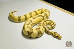 5369 0.1 PASTEL ENCHI YELLOW BELLY DESERT GHOST - Image 2