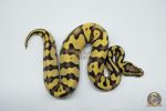 5369 0.1 PASTEL ENCHI YELLOW BELLY DESERT GHOST - Image 3