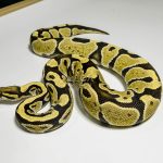 5371 0.1 DESERT GHOST