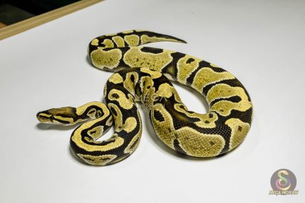 5371 0.1 DESERT GHOST