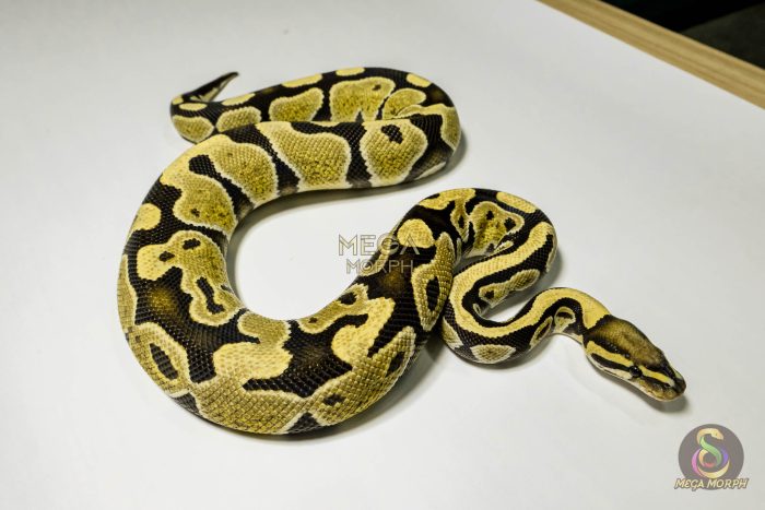 5371 0.1 DESERT GHOST - Image 2