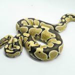 5372 0.1 DESERT GHOST