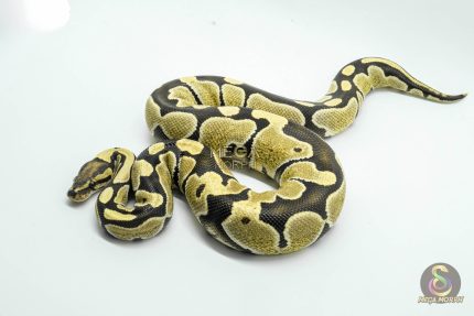 5372 0.1 DESERT GHOST