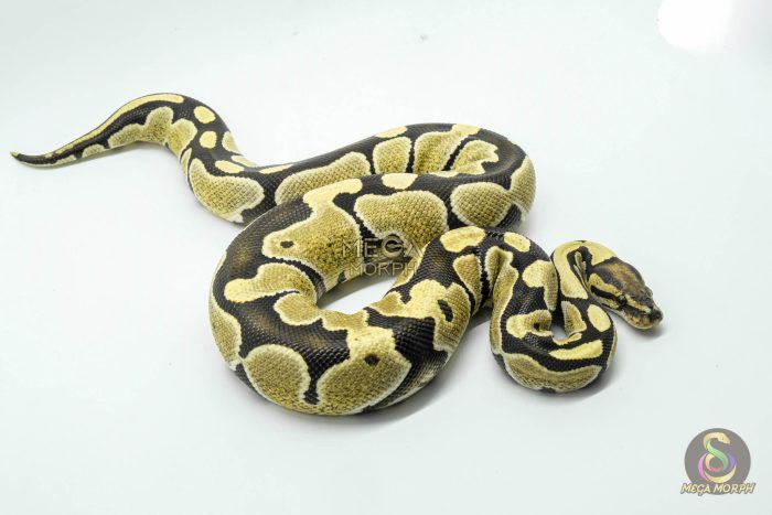 5372 0.1 DESERT GHOST - Image 2