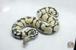 5374 0.1 PASTEL DESERT GHOST