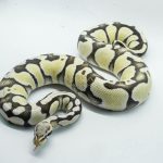 5374 0.1 PASTEL DESERT GHOST