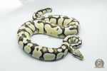 5374 0.1 PASTEL DESERT GHOST - Image 2