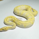 5375 0.1 PASTEL BUTTER ENCHI DESERT GHOST