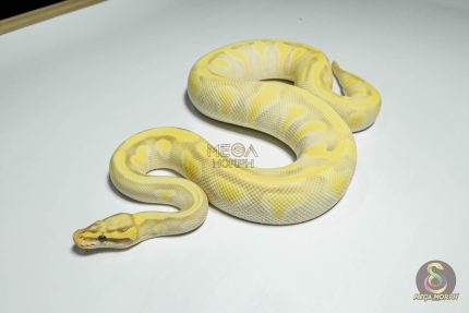 5375 0.1 PASTEL BUTTER ENCHI DESERT GHOST