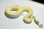 5375 0.1 PASTEL BUTTER ENCHI DESERT GHOST - Image 2
