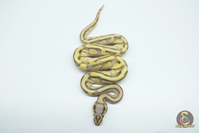 5375-3-1.jpg 5375 0.1 PASTEL BUTTER ENCHI DESERT GHOST - Image 3