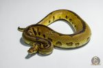 5409 1.0 SUPER REDSTRIPE YELLOW BELLY LEOPARD CLOWN