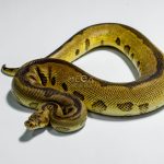 5409 1.0 SUPER REDSTRIPE YELLOW BELLY LEOPARD CLOWN