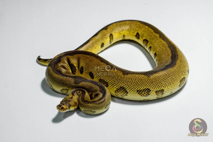 5409-1-1.jpg 5409 1.0 SUPER REDSTRIPE YELLOW BELLY LEOPARD CLOWN - Image 1