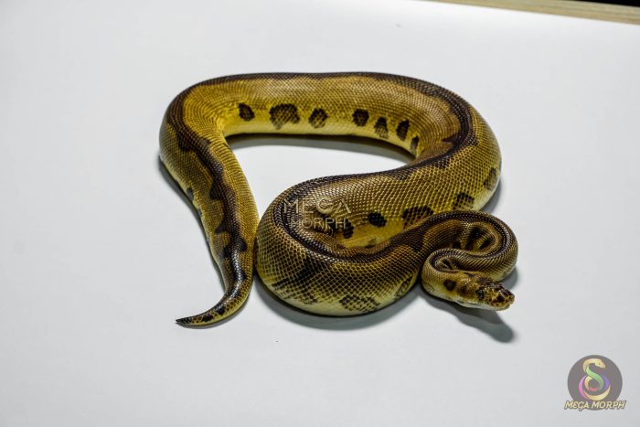 5409-2-1.jpg 5409 1.0 SUPER REDSTRIPE YELLOW BELLY LEOPARD CLOWN - Image 2
